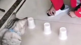Smart cats 2