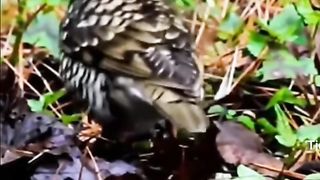 untung kerekam, burung langka yang hampir punah