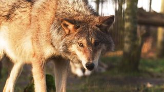 Wolf animal 2