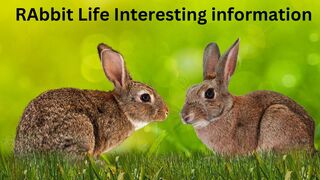 The rabbit | The rabbit life | Rabbit food| Rabbit beauty | Rabbit body | Fast running animal