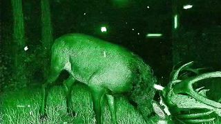 Wait for it! #shorts #creepy #trailcam #spooky.