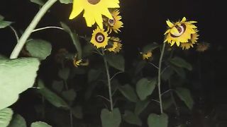 Creepy sunflowers discovered ???? #shorts #halloween #scary.