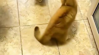 Kung fu cat 2