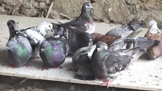 Pigeons 4