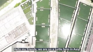 Raising Millions of Softshell Turtle for Meat - Softshell Turtle Farming and Harvesting Technique