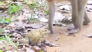 Funny Monkey Viral Video 120