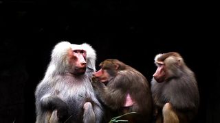 Baboon