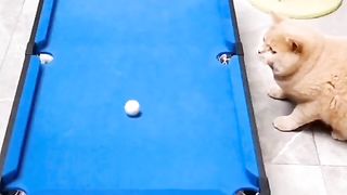 Funny action 57