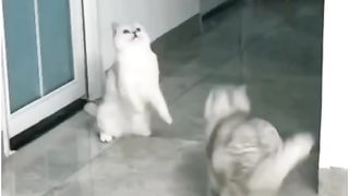 Funny action 61