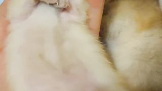 لا لا لا لایی