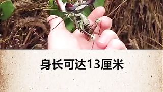 螳螂之王