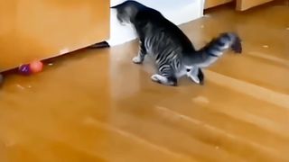 "Hilarious Cat Antics Unleashed! ???????? Watch the Fun Unfold in Our Purr-fectly Funny Cat Short!
