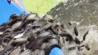 I Build an aquaponics System for Raised Climbing Perch Fish and Grow Mustard Green, Pak Choy 2