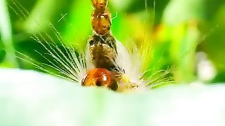 Animals life 3