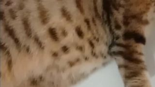 Ngakak????