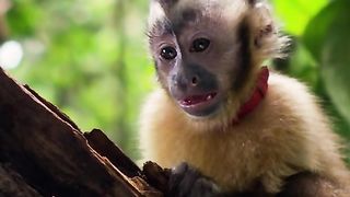Scared Monkey being chased by a big snake