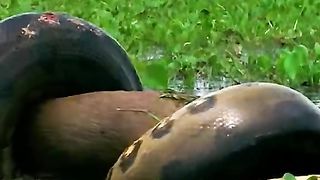 How scary is a big snake wrapped around what prey?