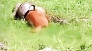 sorry for the monkey being eaten by the snake