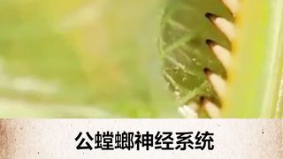 螳螂要吃掉配偶的原因