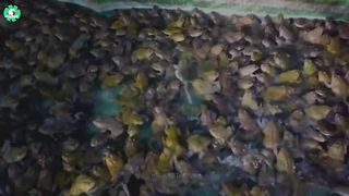 Frog Farm - How Farmers Raise and Meat 10.5 Million Frogs in a Factory _ Processing Factory.