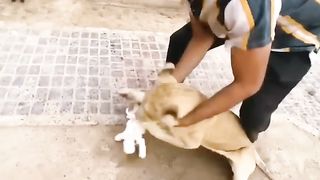 Lion attaque ce lapin