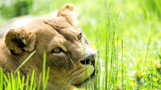 Lioness