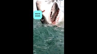 Great White Shark Catches The Bait Handler Out And Steals The Bait