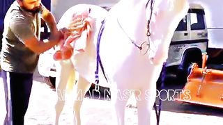 #febspot#foryou #foryoupage#horses#ridings#vedio82#ahmad#nasir#sports#fyb#fybpage fybpage#chak#no168/171NB