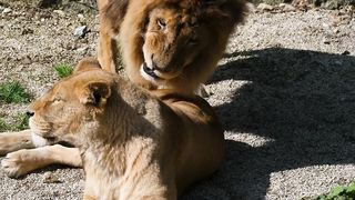 Lion and lioness