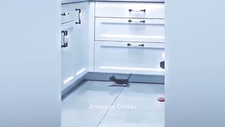 Essayer De Ne Pas Rire ???? chient et chat