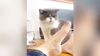 Essayer De Ne Pas Rire ???? chient et chat 2