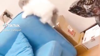 Cute baby cat 4