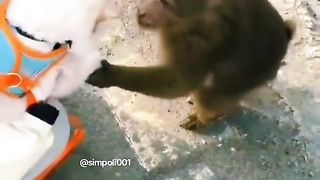 Funny Monkey Viral Video 121