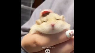 hamster trop mimi
