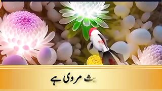 Hazrat Ali 6