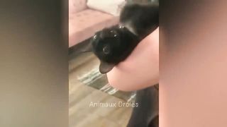 Essayer De Ne Pas Rire ???? chient et chat 3
