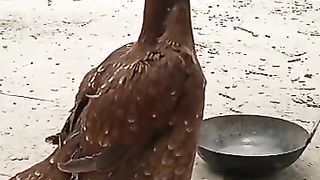 Aseel chicks