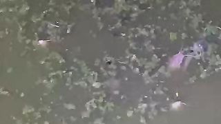 Jelas saja ikan kena penyakit, air kolam nya saja seperti itu