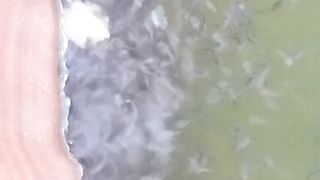 Gak nyangka ternyata LARVA LELE umur 10 hari sudah doyan BAKSO PASTA