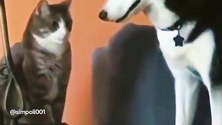 Funny Dog Viral Video 100