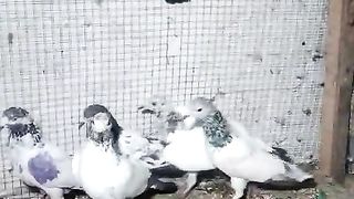 Pigeon for sale in Pakistan 16