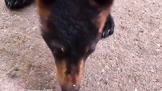 Funny Panda Viral Video 14
