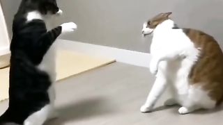 Funny action 64