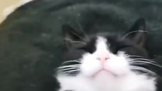 Funny action 65