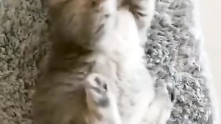 Funny action 67