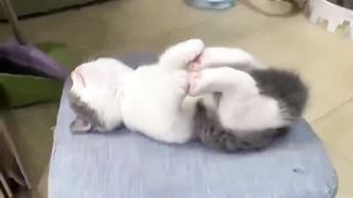 cat sleeping soundly 3