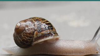 AMAZING ANIMAL #viral  #shortvideo  #shortsvideo