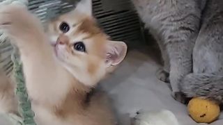 تا اخر ببینید اون بالا کی نشسته ????