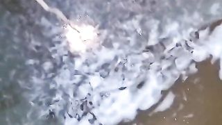 Sampai saat ini saya tidak melakukan pergantian air kolam sejak larva lele menetas