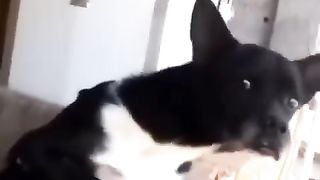 صورة الكلب على التبان